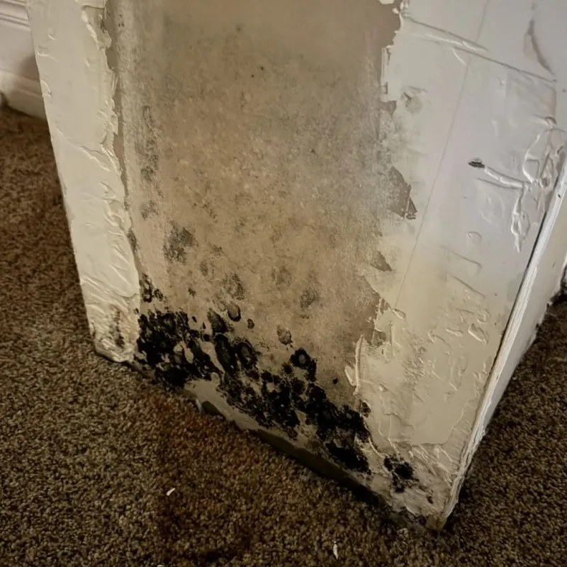 Professional Mold Removal in Dimmit County, TX